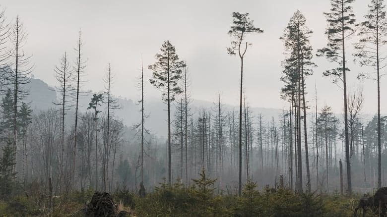 Das kahle Herz - Waldmenschen in Thüringen